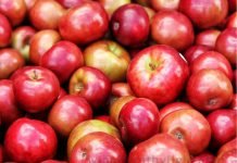 10 फल जो आप डायबिटीज में खा सकते हैं – 10 Excellent Fruits You Can Eat If You Are Diabetic in Hindi – Diabetes Fruits Apple in Diabetes in Hindi