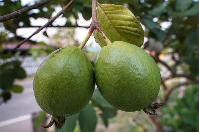 Guava as Diabetes fruits
